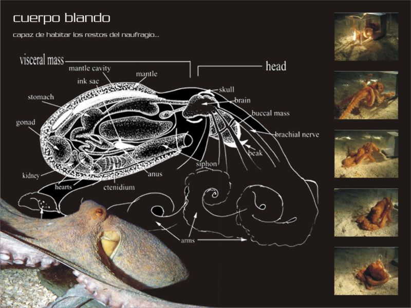 Cuerpos blandos